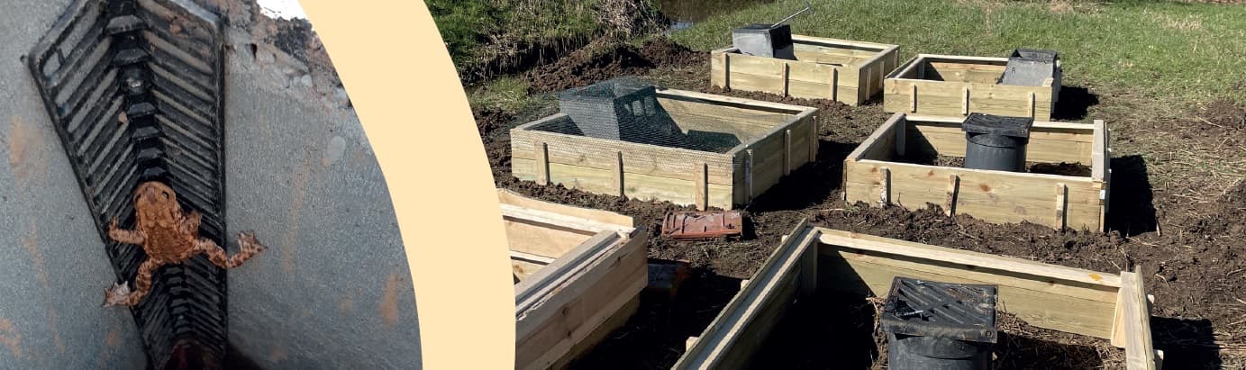 Foto Amfibie Onderzoek En Maatregelen